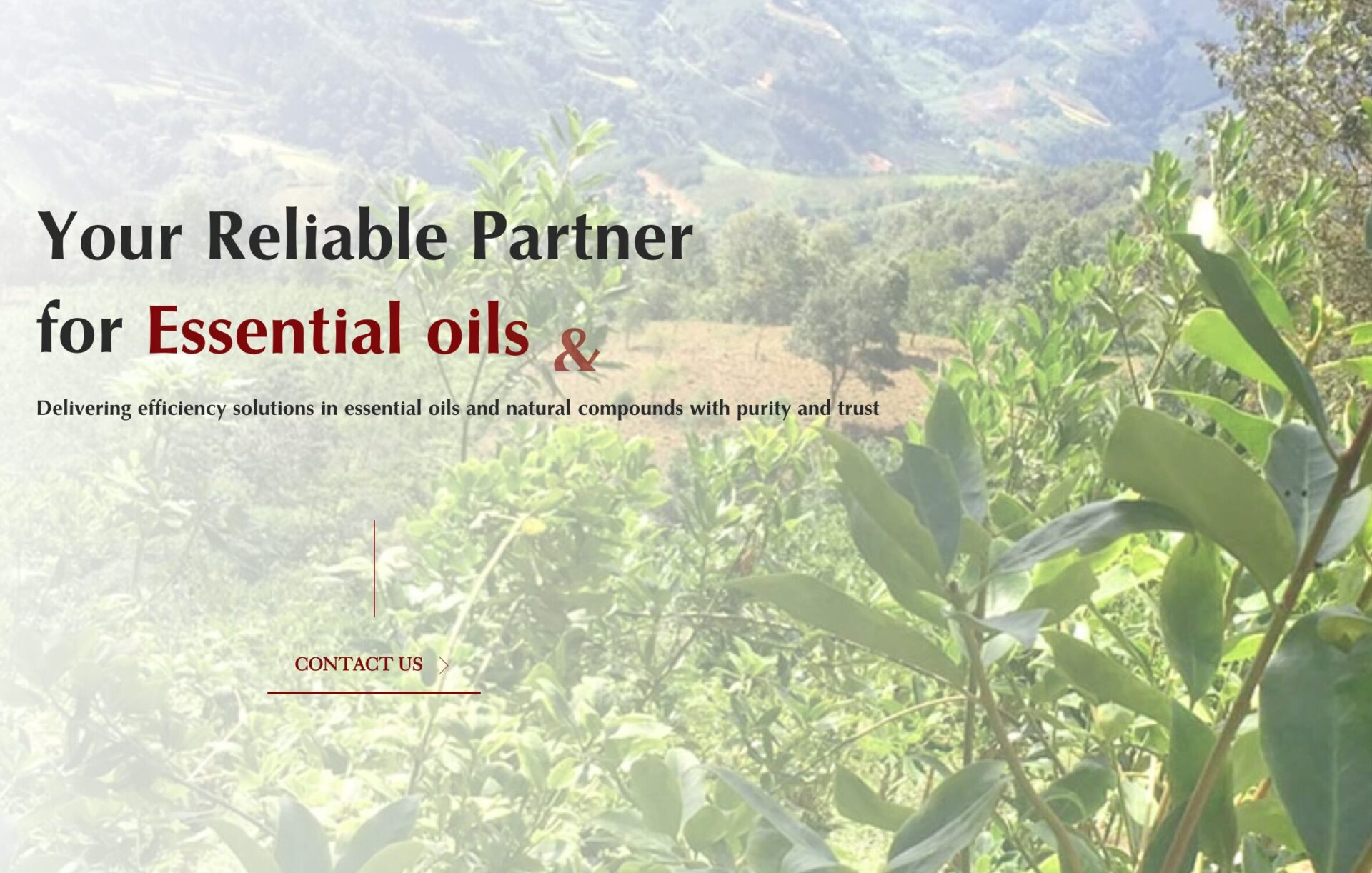 BENZYL ALCOHOL NATURAL | TECHVINA
