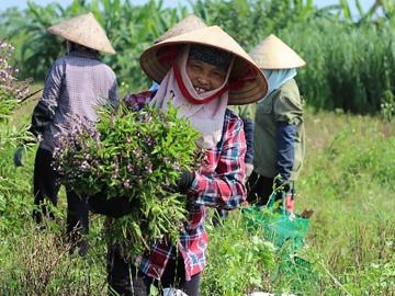 Vietnam farmers harvest basil to make essential oil