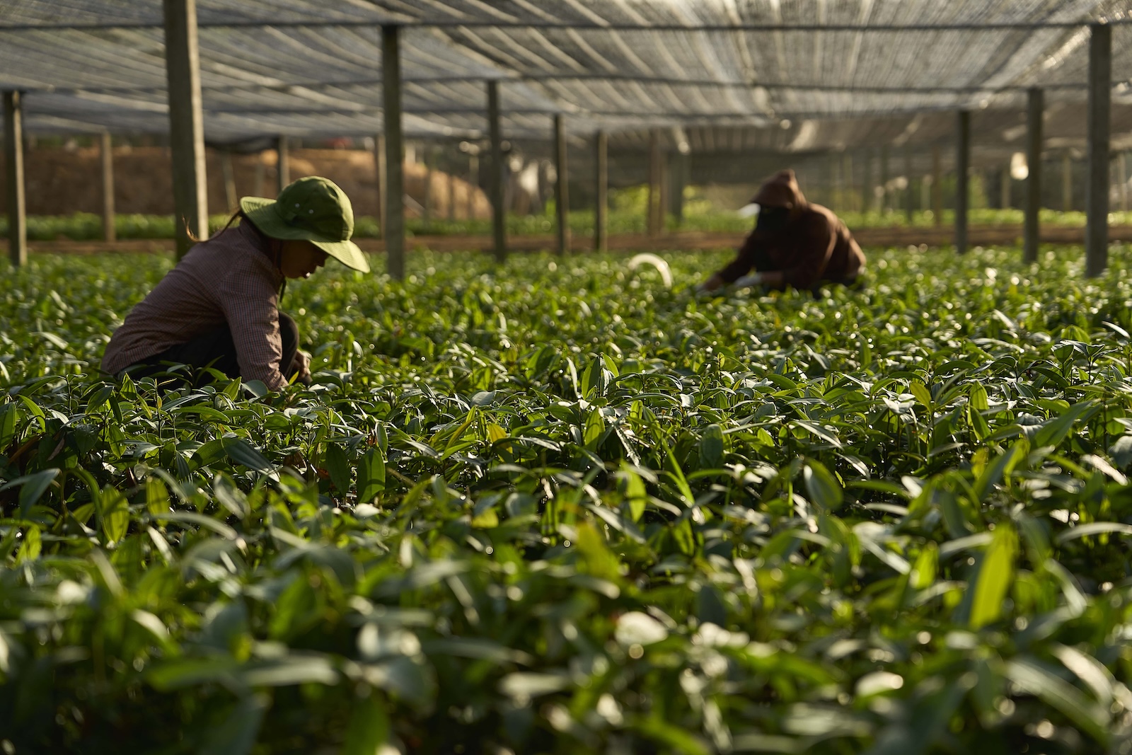 Techvina partners with over 400,000 farming households across Vietnam to ensure a consistent, high-quality supply of raw materials.