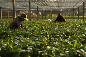 Techvina's cinnamon essential oil growing area