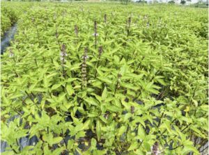 Basil is now grown far beyond its traditional alluvial lands along riverbanks 