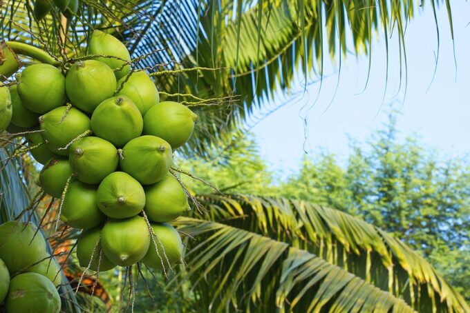 Coconut From Vietnam